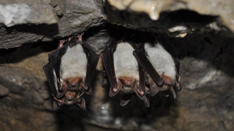 Bats 1 1743496474785.jpg