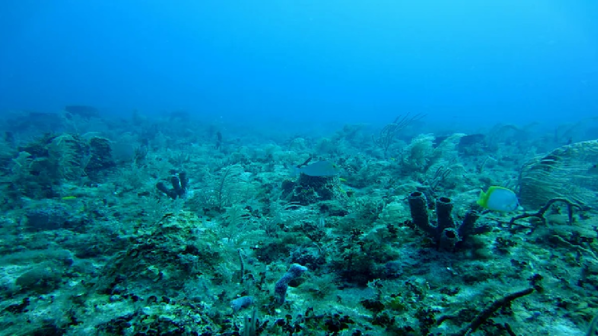 hpqq1mco dark sea 625x300 19 March 25.jpg
