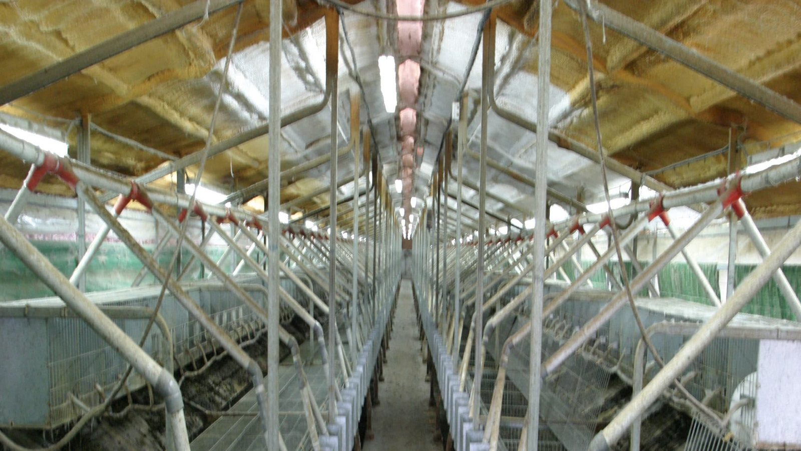 rabbit farming 163125770016x9.jpg