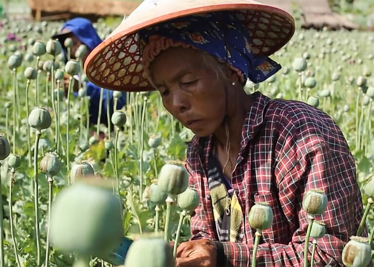 myanmar opium farmer 1748623535.jpg